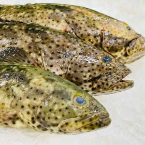 Black grouper