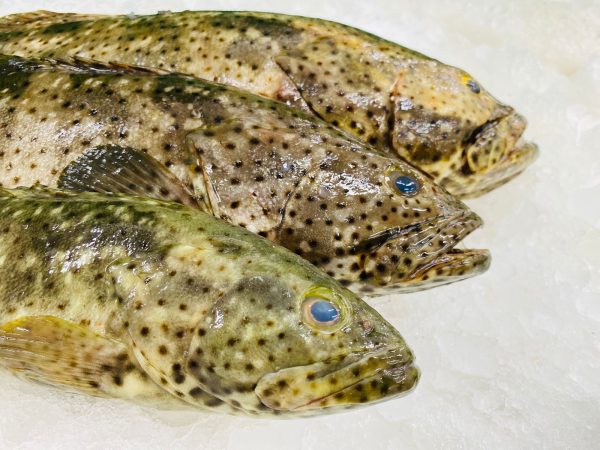 Black grouper
