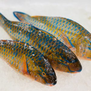 Blue Perrot