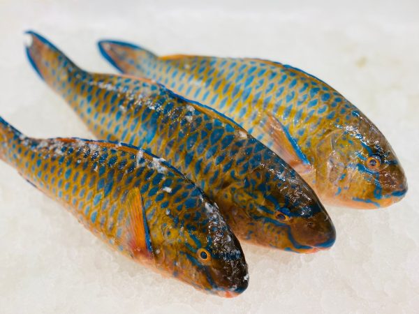 Blue Perrot