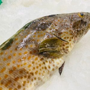 Brown grouper