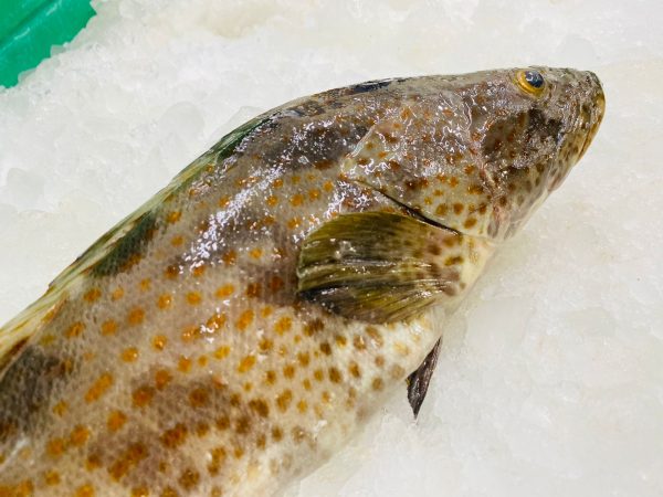Brown grouper