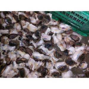Conch Meat