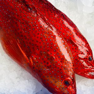 Coral Trout