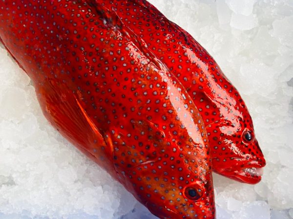Coral Trout
