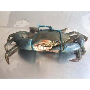 Crab