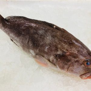 Plain grouper