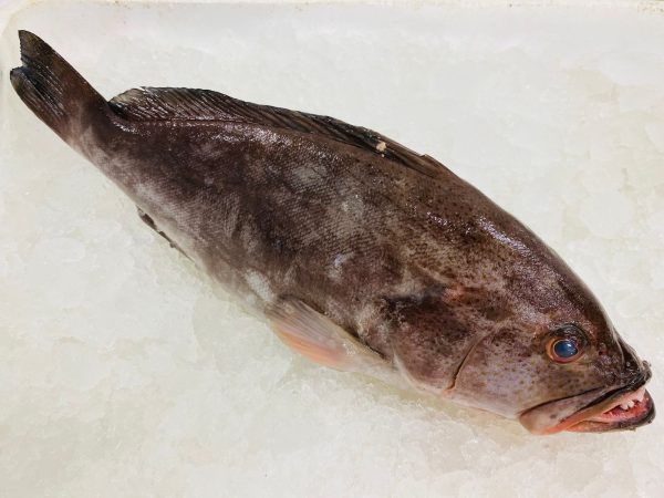 Plain grouper