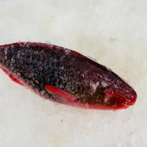 Red Perrot