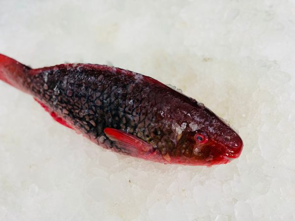Red Perrot