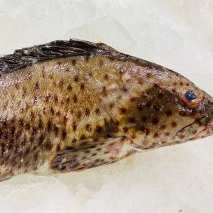 Spotted grouper