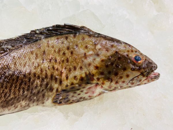 Spotted grouper